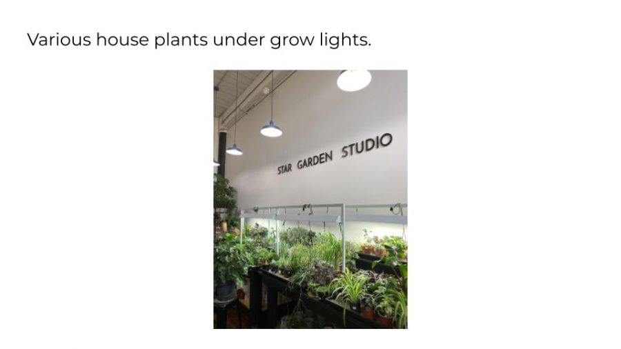 Various house plants under grow lights.