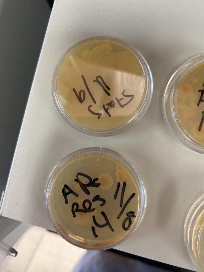 Bacteria can be seen growing these Petri dishes. These were incubated from swabs taken from cellphone hotels.