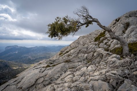 The Balancing Act of Resilience
